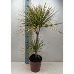 Dracaena Draakonipuu Marginata Sunray 21cm