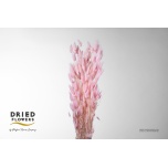 Dried Lagurus Light Pink (50g) 70cm (pk)