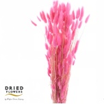 Dried Lagurus Light Pink 35cm