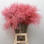 Dried Miscanthus paint Light Pink 5pc/bunch 70cm (pk)