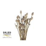 Dried Papaver Natural 60cm (pk)