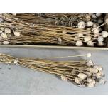 Dried Papaver 65cm (pk)