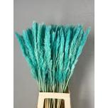 Dried Cortaderia Silvy paint Mint 10pc/bunch 85cm (pk)