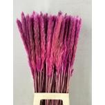 Dried Cortaderia Silvy paint Purple 10pc/bunch 85cm (pk)