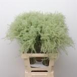 Dried Miscanthus paint Mint Green 5pcs/bunch 70cm