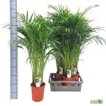 Dypsis Kuldviljakpalm 19cm