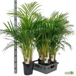 Dypsis Kuldviljakpalm 19cm