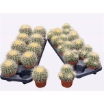 Echinocactus Siilkaktus 10,5cm