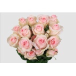Roos EC 60cm Nena