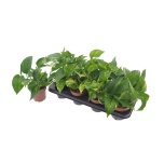 Epipremnum Nõelköis pinn Aureum 12cm