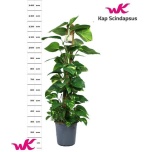 Epipremnum Nõelköis pinn 24cm