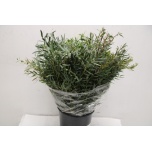 Eucalyptus NICHOLII 70cm