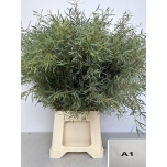 Eucalyptus NICHOLII 70cm