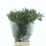 Eucalyptus NICHOLII 70cm