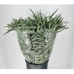 Eucalyptus NICHOLII 70cm