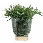 Eucalyptus NICHOLII 70cm