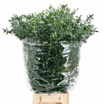 Eucalyptus PARVIFOLIA 70cm