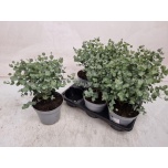Eucalyptus Eukalüpt Gunnii 14cm