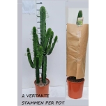Euphorbia Piimalill 27cm