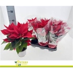 Euphorbia pulch Jõulutäht christmas feelings 13cm