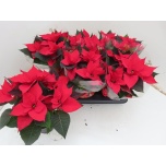 Euphorbia pulch Jõulutäht christmas feelings 13cm