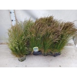 Festuca Aruhein 12cm