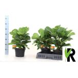 Ficus lyrata 21cm