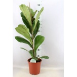Ficus lyrata 21cm