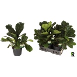Ficus Viigipuu lyrata 21cm