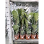 Ficus Viigipuu lyrata 21cm