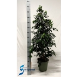 Ficus benjamina danielle 27cm