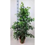 Ficus benjamina 27cm Viigipuu Danielle