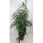 Ficus Viigipuu Bin Alii 27cm