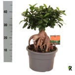 Ficus microcarpa ´Ginseng´ 23cm