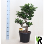 Ficus microcarpa ´Ginseng´ 30cm