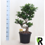 Ficus microcarpa ´Ginseng´ 30cm