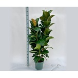 Ficus Viigipuu Robusta 30cm