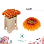 Gerbera MB Bonita*20