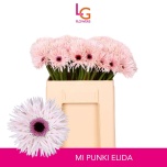 Gerbera MS Punki Elida*20