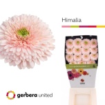 Gerbera MB Terra Himalia*20