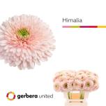 Gerbera MB Terra Himalia*10