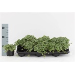 Glechoma 10cm Nepeta Maajalg