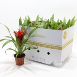 Guzmania Blitz 9cm