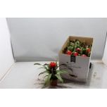 Guzmania Priscilla 9cm