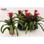 Guzmania Hope 12cm