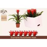 Guzmania Hope 12cm