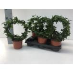 Hedera helix Luuderohi Shamrock 12cm