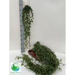 Hedera helix Luuderohi Shamrock 12cm XXL