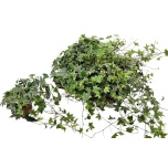 Hedera helix Luuderohi Yellow Ripple 13cm