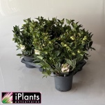 Helleborus Lumeroos Winterbells 17cm